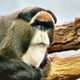 Illustration for article titled The De Brazza's Monkey: The Monkey With the Wizard Beard